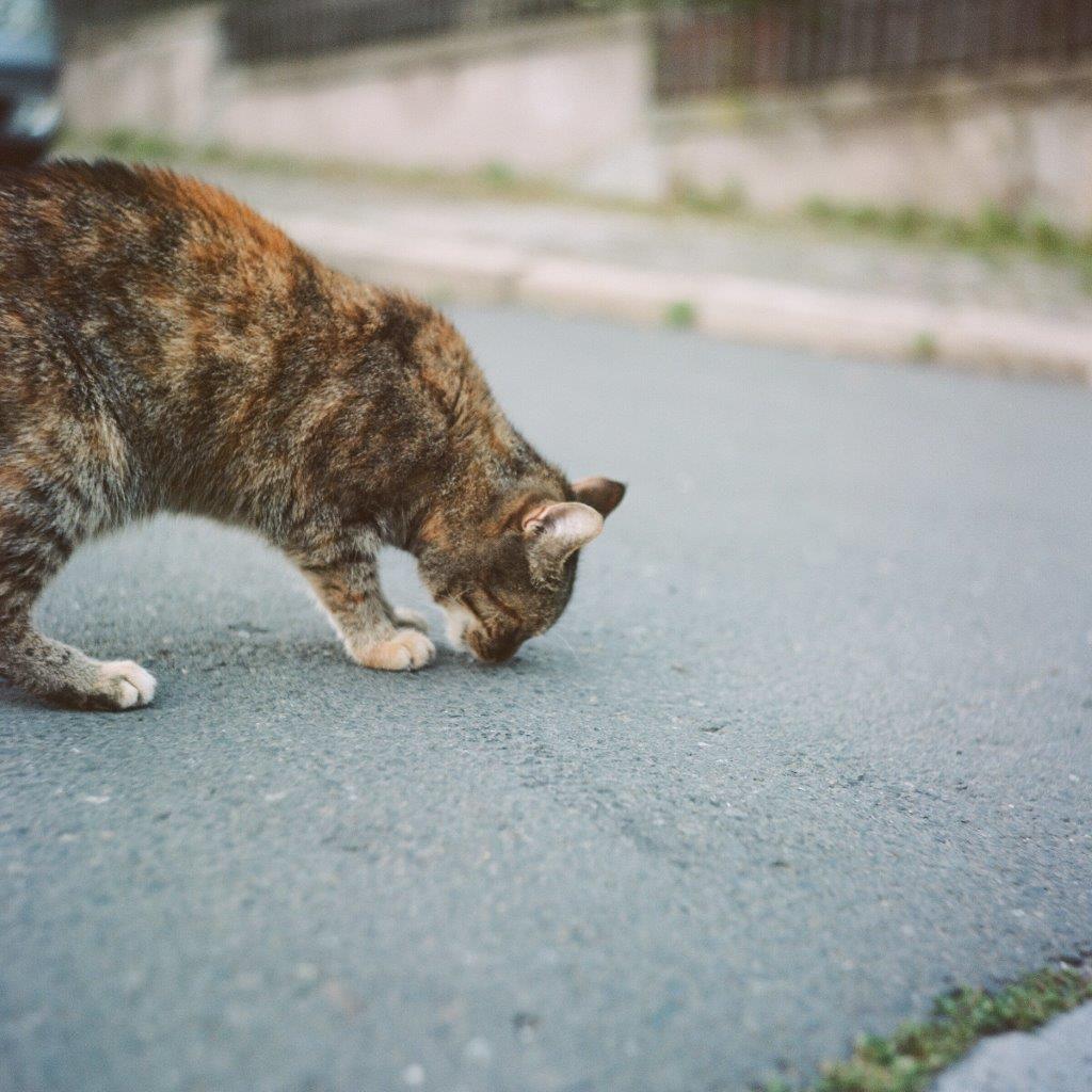 katze.jpg