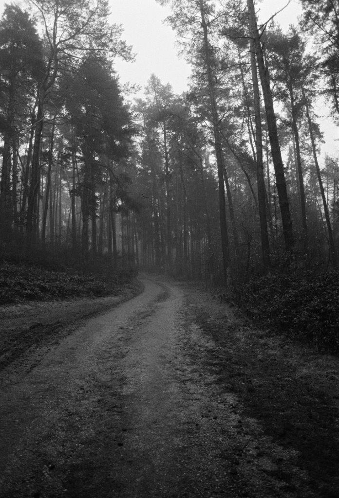 wald.jpg